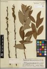 Foto von Salix muscina Dode ex Flod.